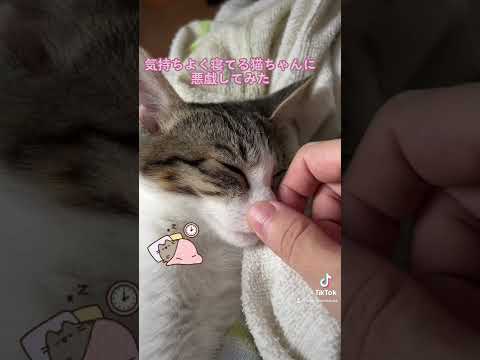 気持ちよく寝てる猫ちゃんに悪戯してみた。だって可愛すぎるんだもの｡｡｡