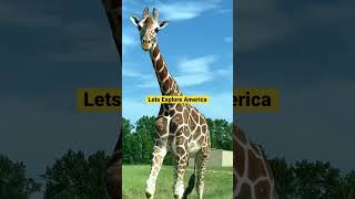 Aao America Ghume |Safari Wild Animal Park como - Mississippi - America #shorts