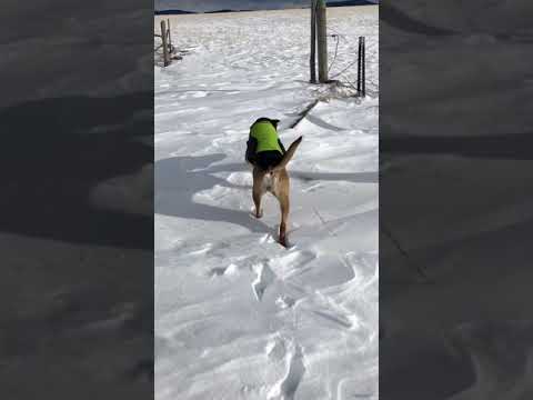 Snowshoeing with the dog