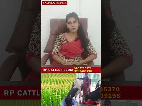 Corn Silage , மக்கா சோளம் சைலேஜ் #RPfeeds 9655735370