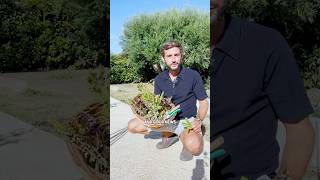 Tips for your Basil plant & how to use its flowers 🌱🌿 #basil #gardening #garden