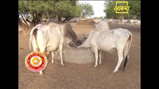 EPISODE #358 Go Gita Mahima Satsang- Shraddhey Gorishi Swami Shri Dattasharananandaji Maharajji, ...