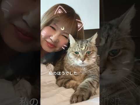 ミニーマロンラム❤︎#ねこ #ねこ部 #猫のいる暮らし #猫 #猫動画 #cat #猫好きさんと繋がりたい