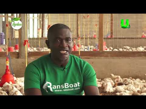 AYEKOO: DO’S AND DON'TS OF POULTRY FARMING