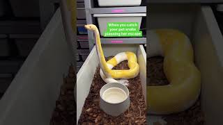When you catch your snake planning her escape😂🐍