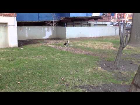 #iPadography #ornithology Raptor vs Pigeon FDR drive UES NYC IMG_2009