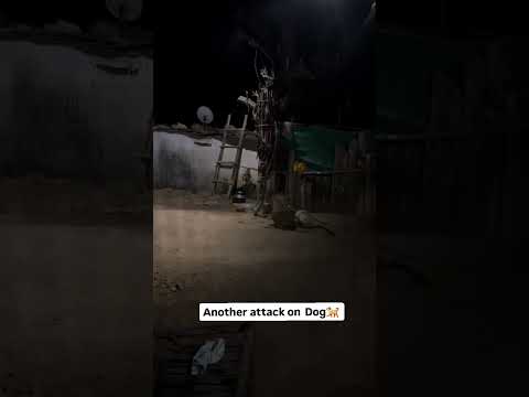 #leopard #attack #kill #doglover #dogslife #safetyfirst #safetytips #trebdingshorts