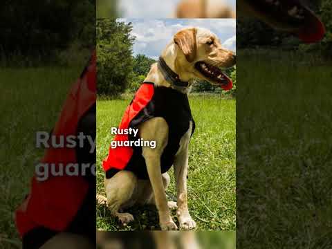 The heartbreaking tale of Tom and Rusty's unbreakable bond #ForeverFaithful #doglove