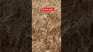 gehu gold #farming #viralvideo #gold #gehu #gehukifasal