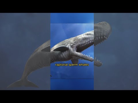 Megalodon enemy | The Giant Killer Sperm Whale Livyatan | Strange facts you never knew #shorts