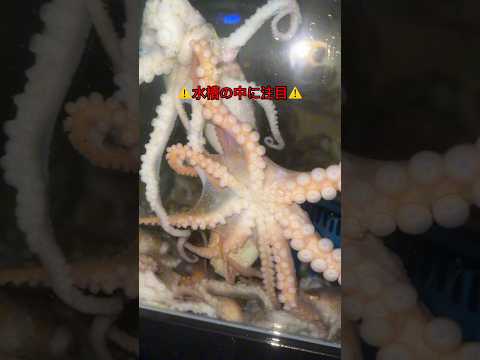 ⚠️水槽の中に注目⚠️#水槽 #海 #タコ釣り #タコ #海洋 #クラーケン #海の生き物 #海鮮 #韓国 #韓国グルメ #韓国市場 #ソウルグルメ #ソウル #shorts