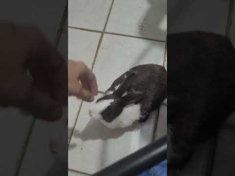 brincando com coelha