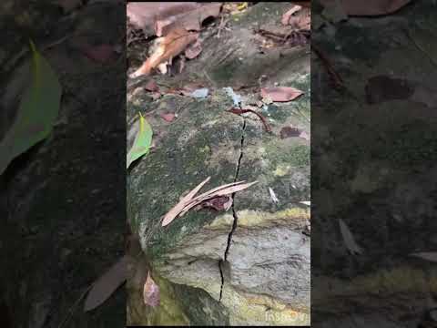 Incredible Gold & Gemstones Found Inside a Rock! 😱✨ #goldhunting #satisfyingvideo #gemstones #short