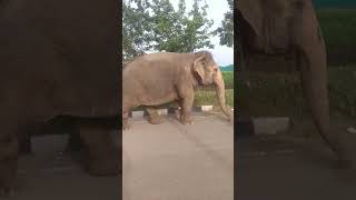 hathi ki video, ❣️