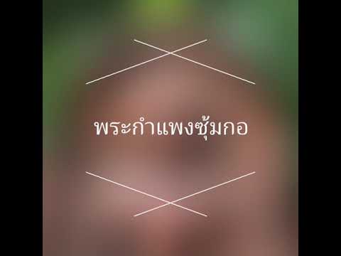 พระกำแพงซุ้มกอ กรุวัดบรมธาตุ