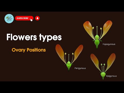 Hypogynous, Perigynous, Epigynous, | Position of ovary in flowers, | Types of Flowers based on ovary