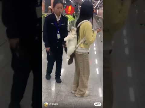 #best chines girl cat chaking video#best viral koren girl video in the world||