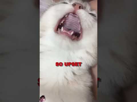 the cat is frightened 🤢🤢🤢 #cat #frightening #kitty #shortvideo #shots #youtubeshorts #shorts