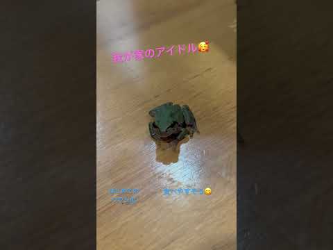 我が家のアイドル！初めてのワラジ！♯アマガエル♯カエル♯ペット♯かわいい