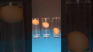 The Science of Floating an Egg (and Why It Fails)