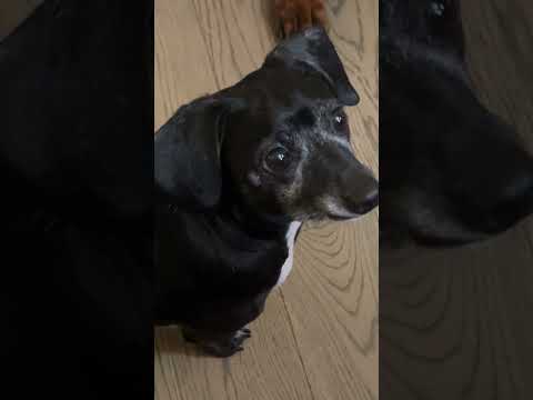 Dogsitting a “perfect” pup & My Own Dogs Are NOT Having It