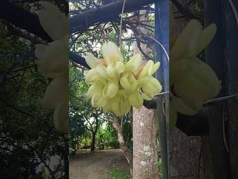 #flower #vine #yellow