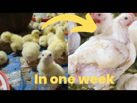 Broilers transformation in one week || one week broilers #poultryfarming #farming #poultry #chicks