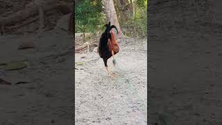 DUKE HULSEY LEMON OVER TORNADO HATCH #shorts #youtubeshorts #shortsvideo #gfarm #roosterfarm