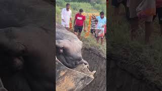 #jaatland #rewari #haryanaroadways #trending #sirsa #jatt #malang #gurugram #tiktok #haryanvivideos