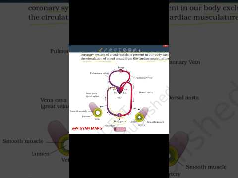 BLOOD CIRCULATION #anatomy #biology #science #bloodcirculation #studywithme  #biologylecture #neet