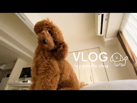 話しかけると首を傾げるようになったトイプードル🐶 トイプードルの日常vlog/日常ルーティン