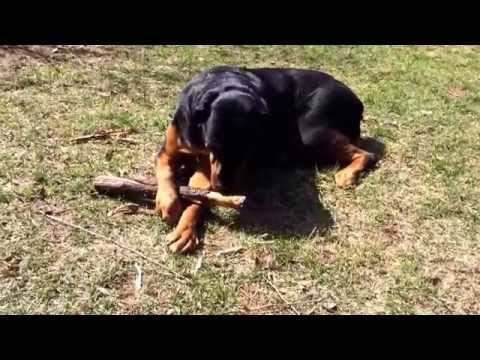 Rottweiler chewing up a stick