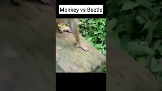 Monkey vs Beetle 🐒 #ytshorts #monkey #babymonkey #kudoanimal #monkeykiki