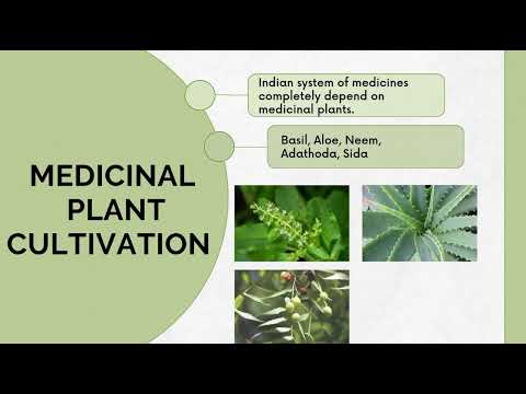 Medical plant cultivation