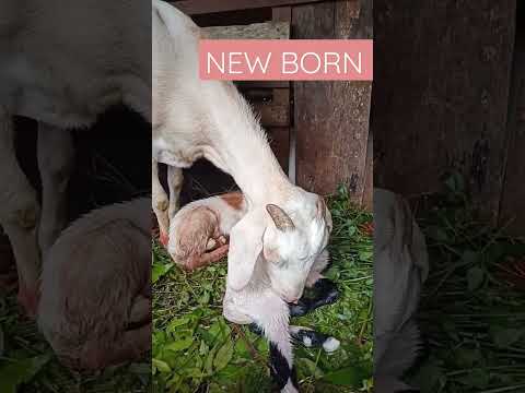 Bakri ka bachcha | Goat Kid | new born #shorts #indian #desi #village