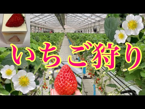 【沖縄観光】えっ！沖縄でイチゴ狩り？あっという間に30個食べた／美らイチゴ南城ハウス