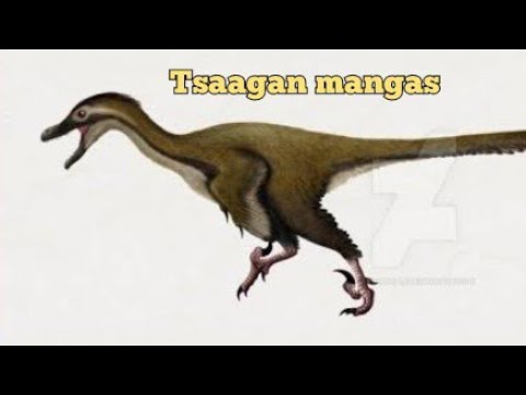 Todo sobre Tsaagan mangas