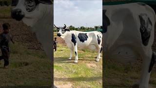 cow videos 🐄