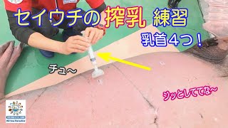【セイウチ】搾乳の練習中です　（伊勢シーパラダイス）