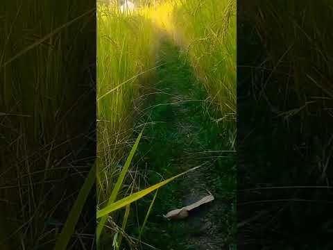 গ্রামের সোনালী রঙের ধান গুলো কত সুন্দর #newalone #villagelife #villagevlog #shorts #highlights