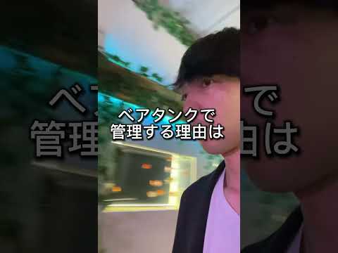 ベアタンクのメリットとデメリットのご紹介です！みなさんは砂利使う派ですか？それともベアタンク派ですか？ぜひ教えて下さい！#アクアリウム#金魚#熱帯魚