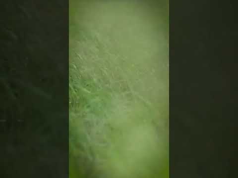 RICE475 - 日本一の米どころ新潟県南魚沼市