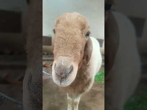 Sheep #shorts #pets #village #viralvideo