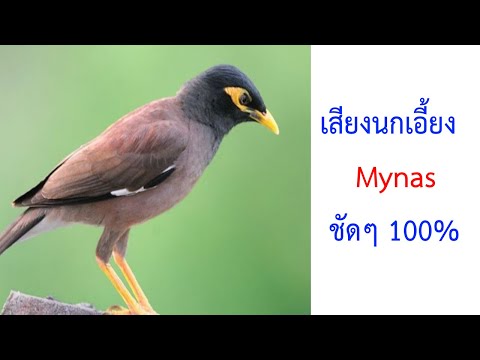 เสียงนกเอี้ยง Mynas Sturnidae ชัดๆ 2021