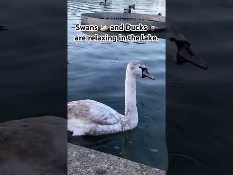 Swans and Ducks Relaxing in Lake - 4K UHD