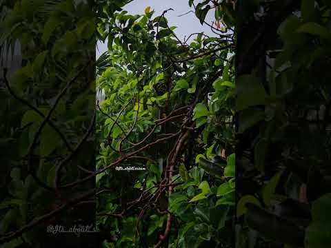 Simple Life #simple #kerala #calicut #nature #basic #basiclife #rain #away #nobodyelse #theydontkn