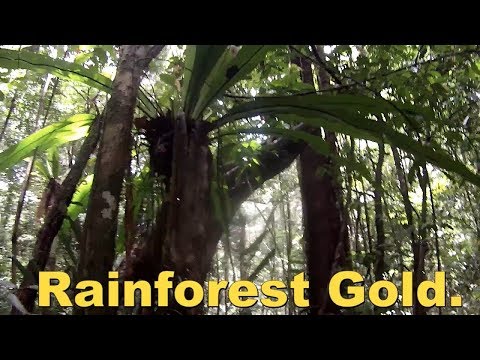 Rainforest Gold Australia