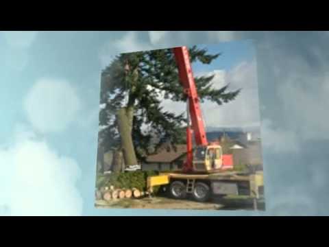 Wilson Tree Promo Delta BC