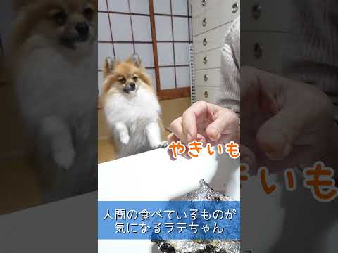 #105 飼い主が食べるものが気になるポメラニアン【ポメラニアン(ショート動画)】 #ポメラニアン