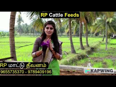 மாடுகளுக்கு தீவனம் மாற்றும் முறை |  #மாட்டுத்தீவனம் | #பால் | #தீவனம் | #கோதுமைதவிடு